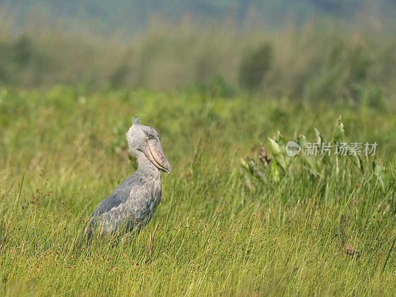 野生Shoebill !Mabamba沼泽、乌干达